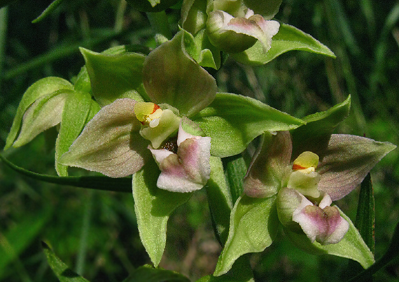 kruštík širokolistý pravý Epipactis helleborine subsp. helleborine (L.) Crantz