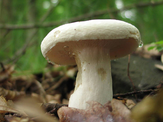 ryzec peprný Lactarius piperatus (L.) Pers.