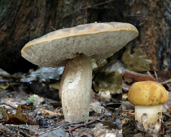 kozák hrabový Leccinum pseudoscabrum (Kallenb.) Šutara