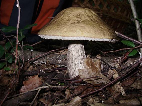 kozák hrabový Leccinum pseudoscabrum (Kallenb.) Šutara