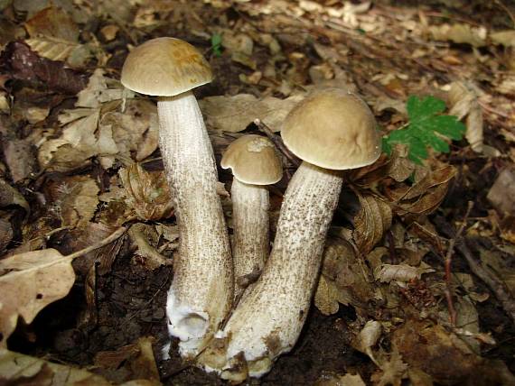 kozák hrabový- Trojičky Leccinum pseudoscabrum (Kallenb.) Šutara