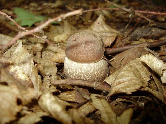 kozák hrabový Leccinum pseudoscabrum (Kallenb.) Šutara