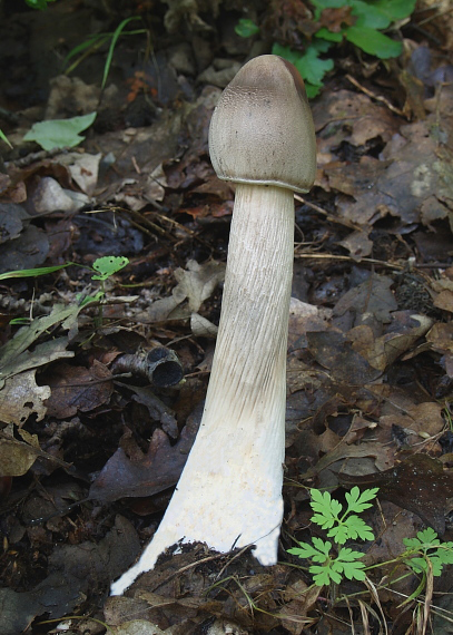 bedľa  Macrolepiota sp.