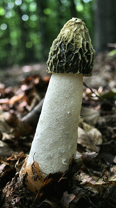 hadovka smradľavá Phallus impudicus L.