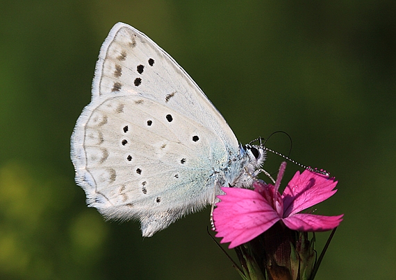 modráčik hnedoškvrnný Polyommatus daphnis