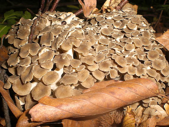 trúdnik klobúčkatý Polyporus umbellatus (Pers.) Fr.