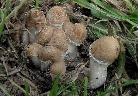 drobuľka Candolleova Psathyrella candolleana (Fr.) Maire