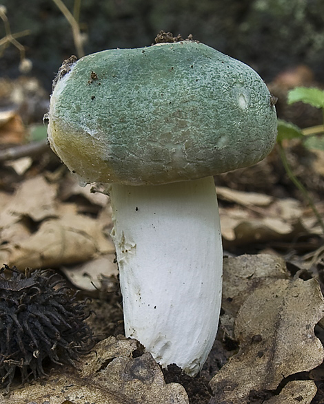 plávka zelenkastá Russula virescens (Schaeff.) Fr.