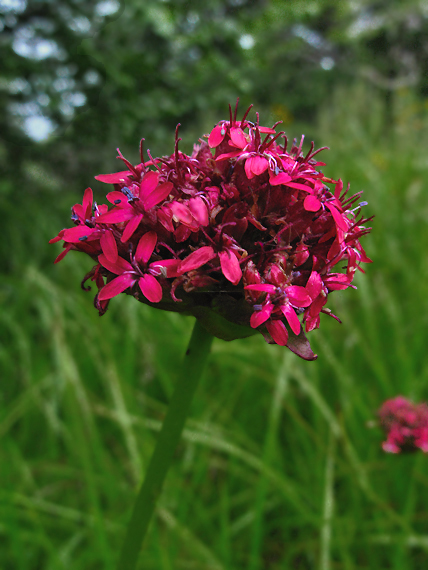 silenka Silene asterias Griseb.