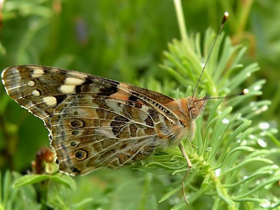 babôčka bodliaková Vanessa cardui