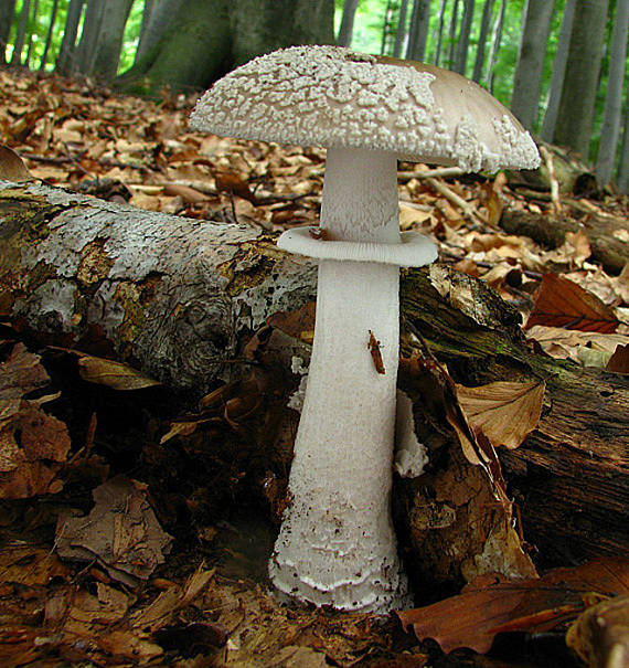 muchotrávka hrubá Amanita excelsa (Fr.) Bertill.