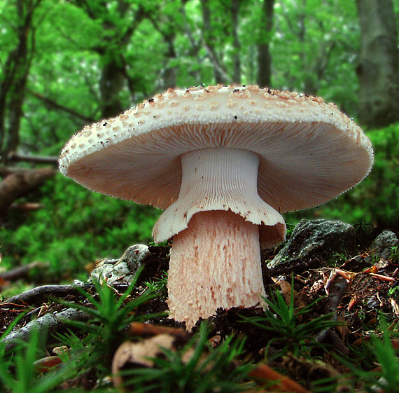 muchotrávka červenkastá Amanita rubescens Pers.