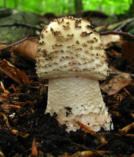 muchotrávka červenkastá Amanita rubescens Pers.