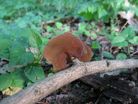 uchovec bazový Auricularia auricula-judae (Bull.) Quél.