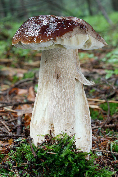 hríb smrekový Boletus edulis Bull.