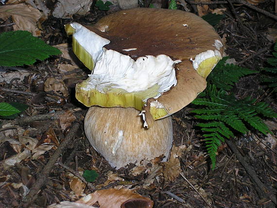 hríb smrekový Boletus edulis Bull.