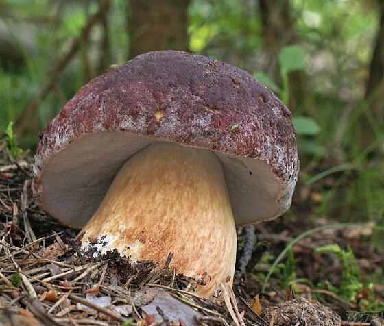 hríb sosnový Boletus pinophilus Pil. et Dermek in Pil.