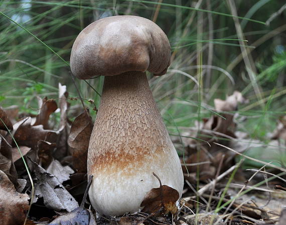 hríb dubový Boletus reticulatus Schaeff.