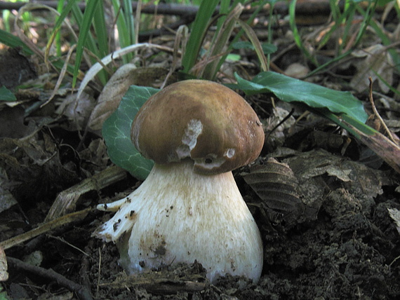 hríb dubový Boletus reticulatus Schaeff.