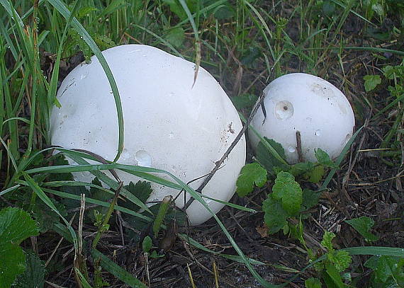 vatovec obrovský Calvatia gigantea (Batsch) Lloyd