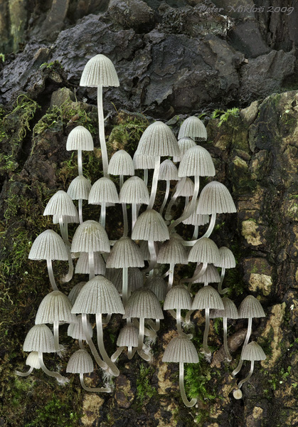 hnojník rozsiaty Coprinellus disseminatus (Pers.) J.E. Lange