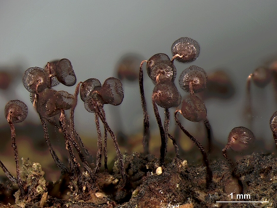 řešetovka mřížkovitá Cribraria cancellata var. fusca (G. Lister) Nann.-Bremek.