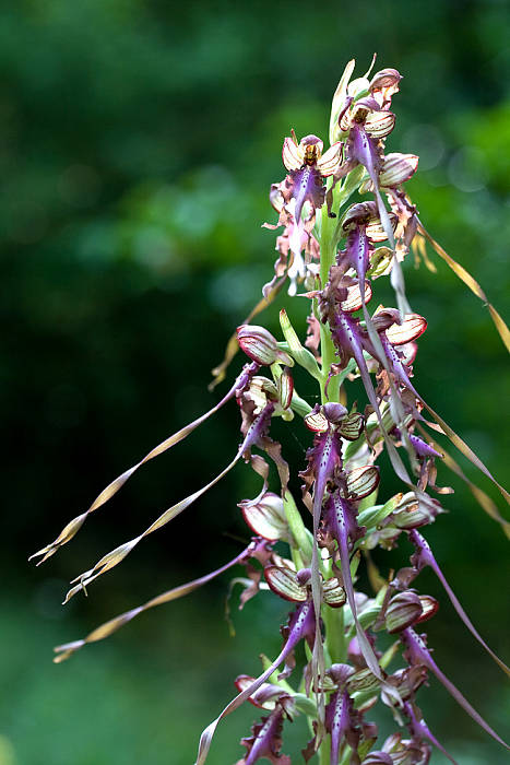 jazýčkovec  Himantoglossum jankae Somlyay, Kreutz &amp; Óvári