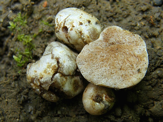 hľuza Hymenogaster sp.