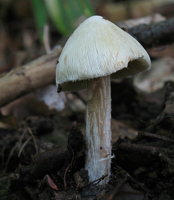 vláknica? Inocybe sp.?