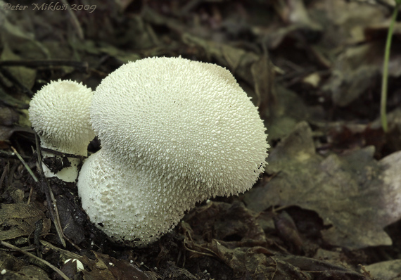 prášnica bradavičnatá Lycoperdon perlatum Pers.