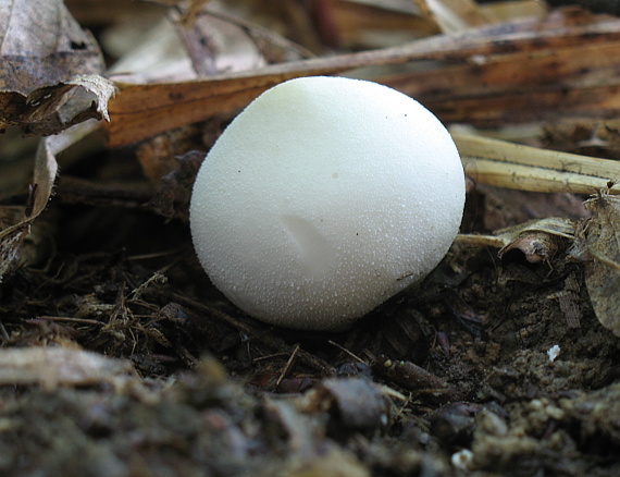 prášnica hruškovitá? Lycoperdon pyriforme?