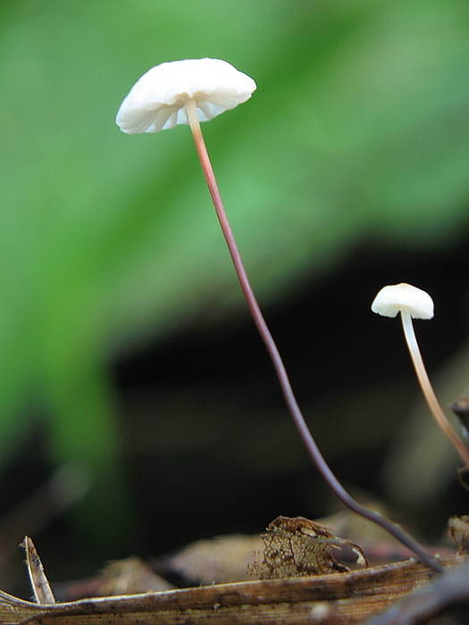 tanečnica golieriková? Marasmius rotula? (Scop.ex Fr.) Fr.