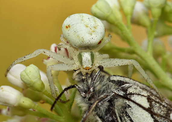 kvetárik dvojtvarý Misumena vatia