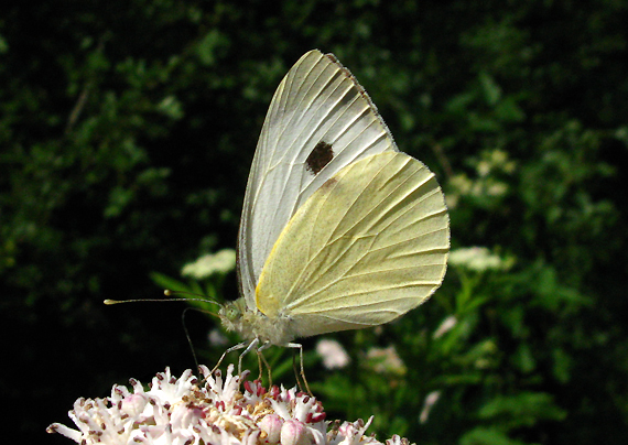 mlynárik kapustový Pieris brassicae Linnaeus, 1758