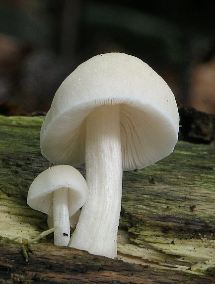 štítovka Pluteus sp.