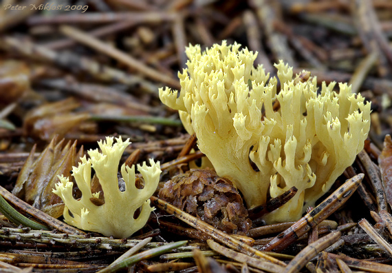 strapačka Ramaria sp.