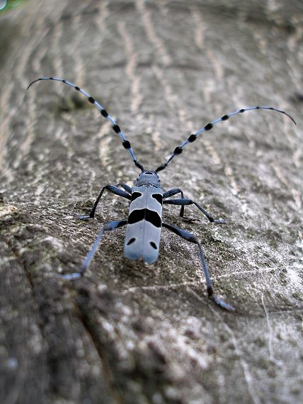 fúzač alpský Rosalia alpina