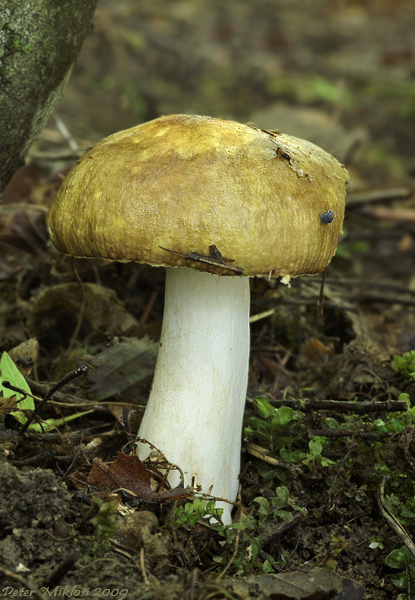 plávka Russula sp.