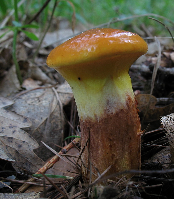 masliak smrekovcový Suillus grevillei (Klotzsch) Singer