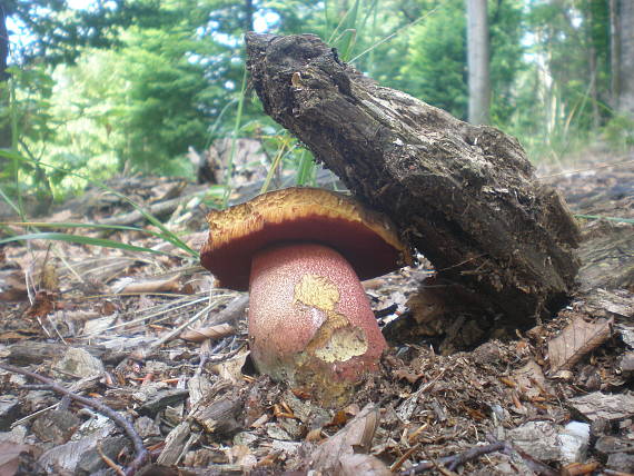 hríb zrnitohlúbikový Sutorius luridiformis (Rostk.) G. Wu & Zhu L. Yang