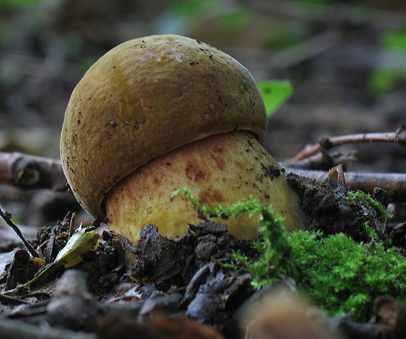 hríb zrnitohlúbikový Sutorius luridiformis (Rostk.) G. Wu & Zhu L. Yang