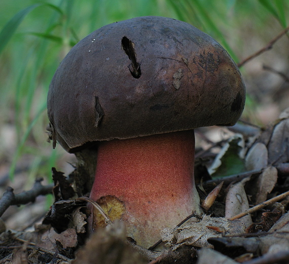 hríb zrnitohlúbikový Sutorius luridiformis (Rostk.) G. Wu & Zhu L. Yang