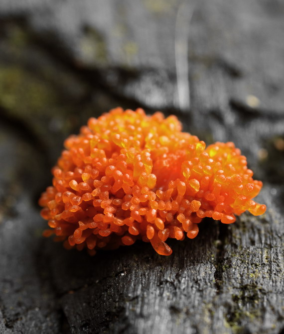 jahodník sasankovitý  Tubifera ferruginosa (Batsch) J.F. Gmel.