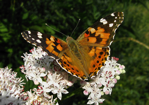 babôčka bodliaková Vanessa cardui