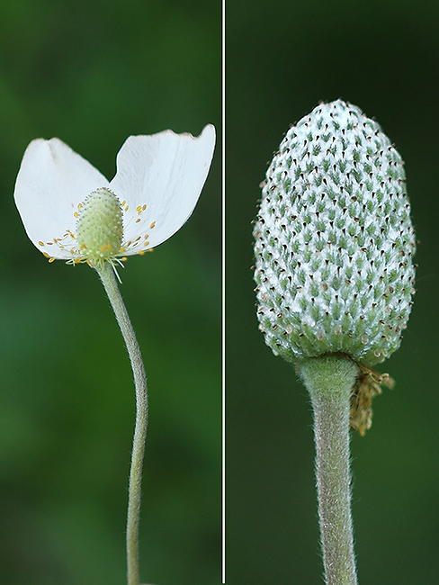 veternica lesná Anemone sylvestris L.