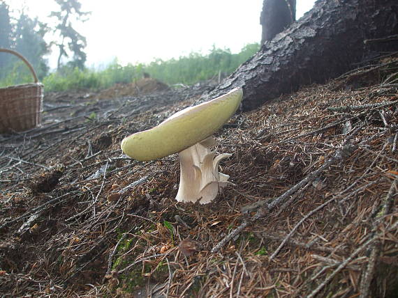 hríb smrekový Boletus edulis Bull.