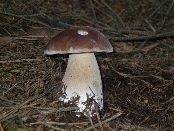 hríb smrekový Boletus edulis Bull.