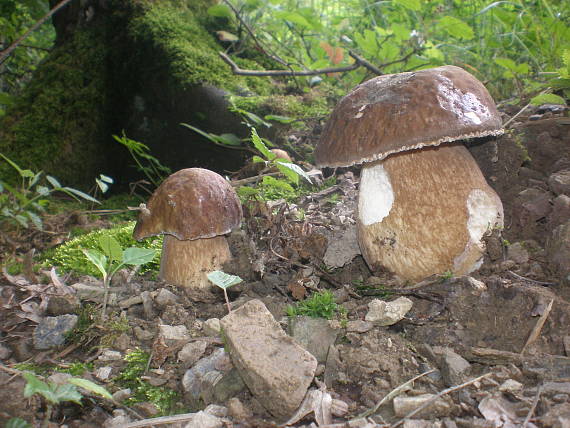 hríb smrekový Boletus edulis Bull.