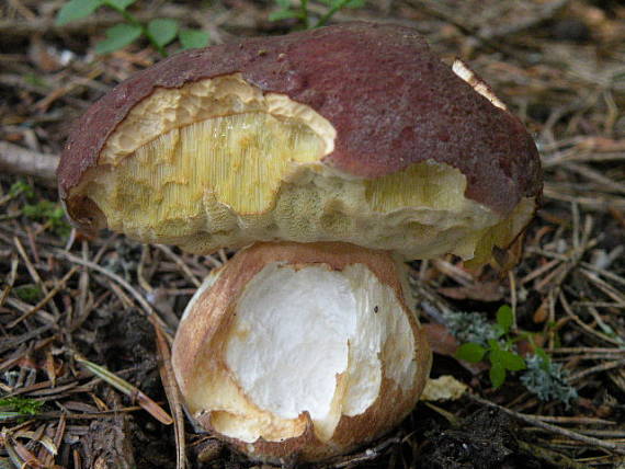 hríb sosnový Boletus pinophilus Pil. et Dermek in Pil.