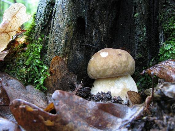 hríb dubový Boletus reticulatus Schaeff.